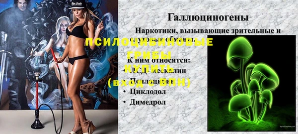 крисы Корсаков